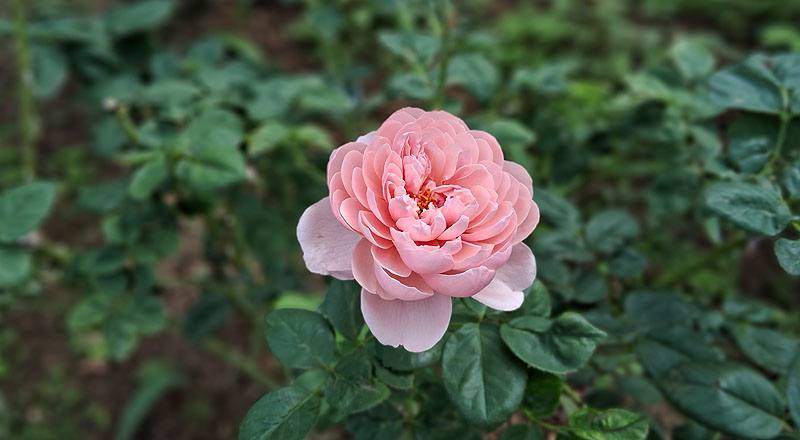 玫瑰 阿尼克城堡 (圖片4)