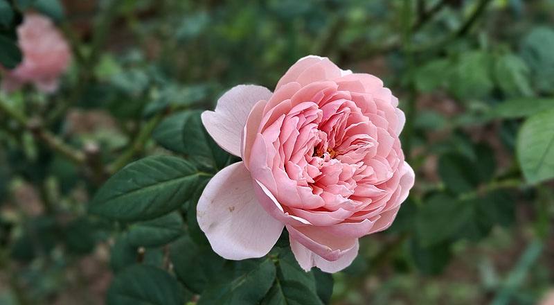 玫瑰 阿尼克城堡 (圖片2)