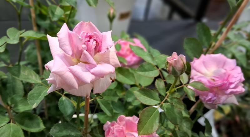 玫瑰 青春女神Hebe (圖片2)