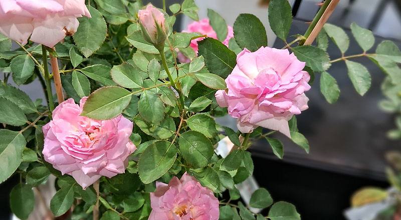 玫瑰 青春女神Hebe (圖片3)