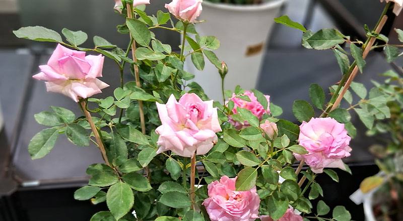 玫瑰 青春女神Hebe (圖片1)