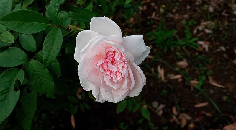 玫瑰 屏東月季 (圖片1)