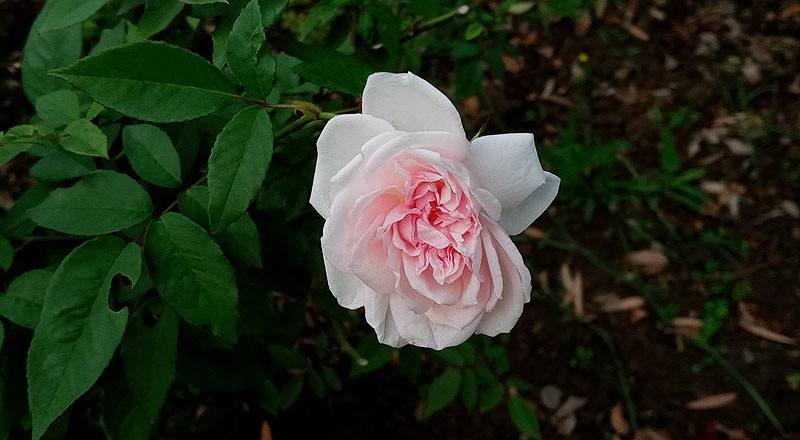 玫瑰 屏東月季 (圖片2)