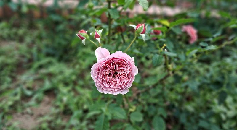 玫瑰 星斗 (圖片2)