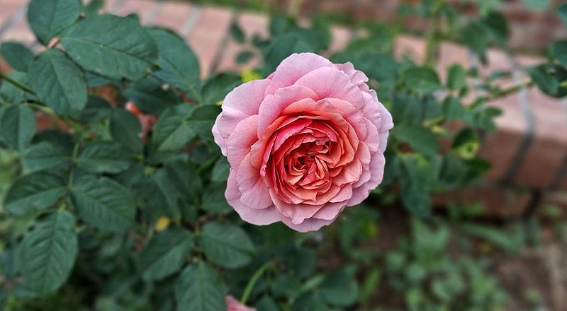 玫瑰 星斗 (圖片7)