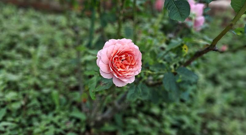 玫瑰 星斗 (圖片3)