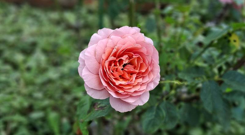 玫瑰 星斗 (圖片4)