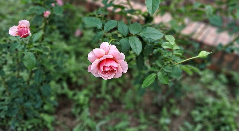 玫瑰 星斗 (圖片1)