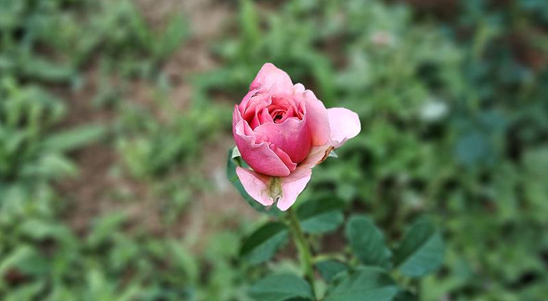 玫瑰 星斗 (圖片6)