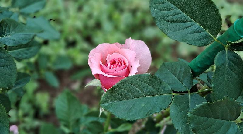 玫瑰 星斗 (圖片5)