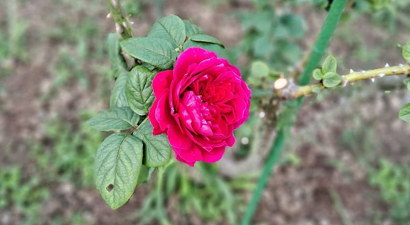 玫瑰 皇家胭脂 (圖片4)