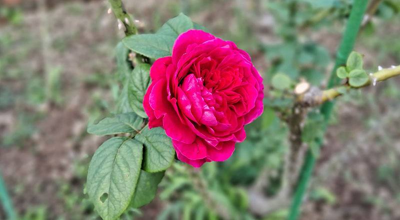 玫瑰 皇家胭脂 (圖片1)