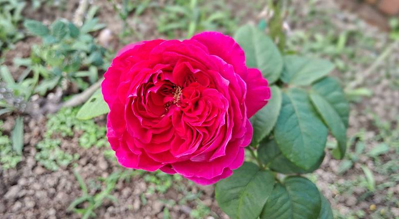 玫瑰 皇家胭脂 (圖片3)