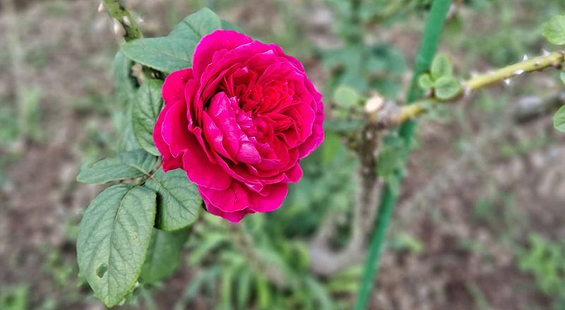 玫瑰 皇家胭脂 (圖片2)