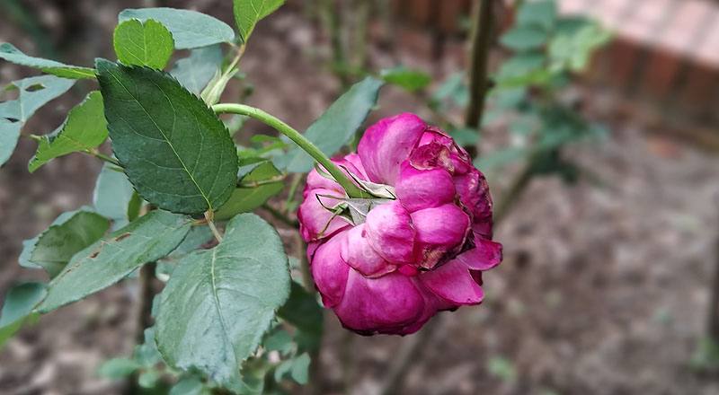 玫瑰 秋日胭脂 (圖片1)