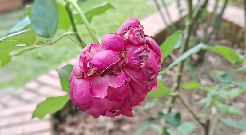 玫瑰 秋日胭脂 (圖片2)