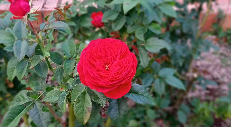 玫瑰 紅隊長 (圖片3)