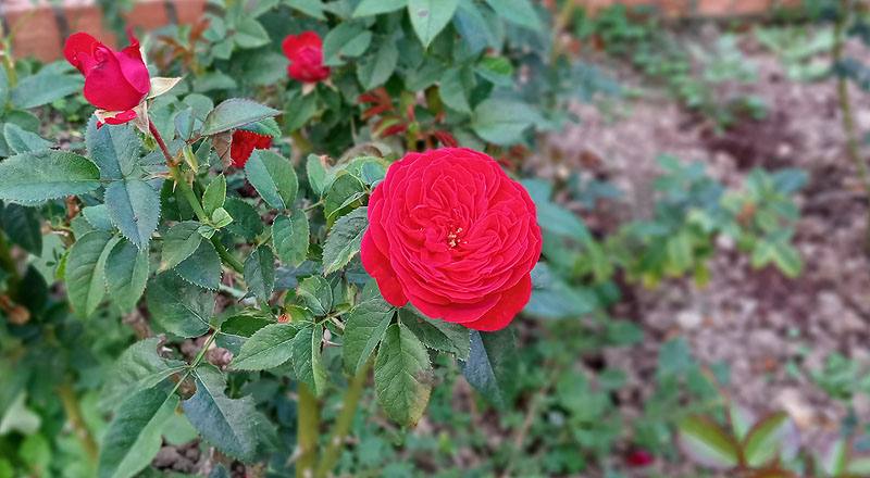 玫瑰 紅隊長 (圖片4)