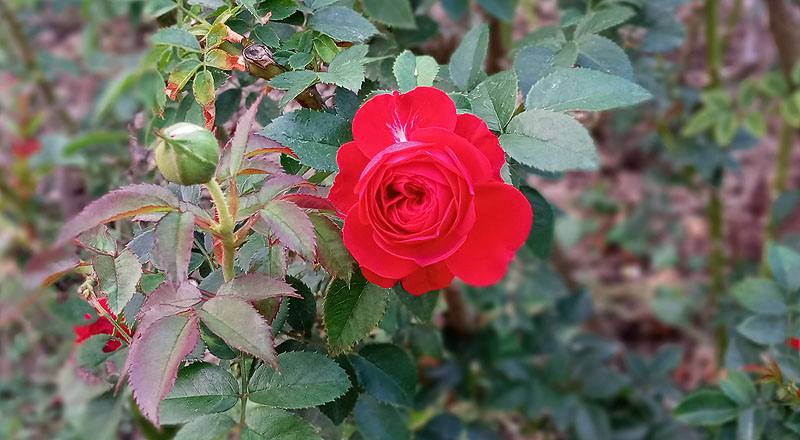 玫瑰 紅隊長 (圖片2)