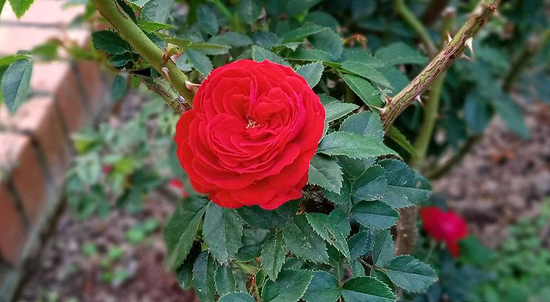 玫瑰 紅隊長 (圖片1)