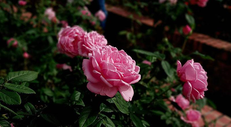 玫瑰 美雅子 (圖片4)