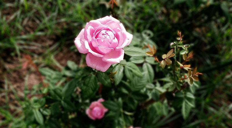 玫瑰 美雅子 (圖片2)