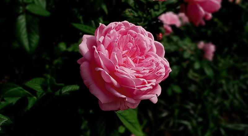 玫瑰 美雅子 (圖片5)