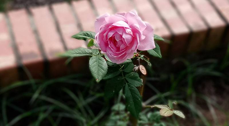 玫瑰 美雅子 (圖片1)