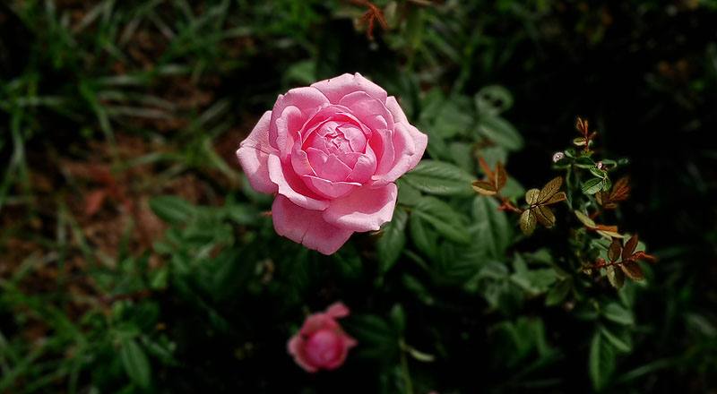 玫瑰 美雅子 (圖片3)