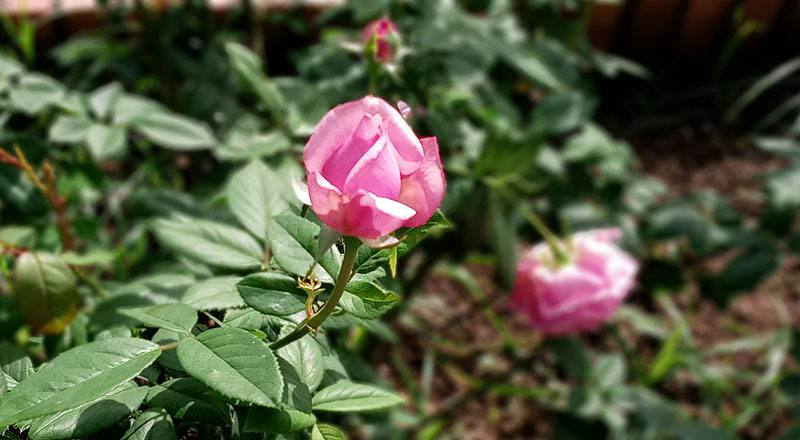 玫瑰 美雅子 (圖片6)