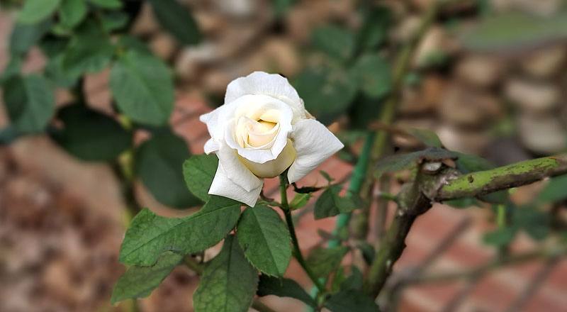 玫瑰 若望保祿二世 (圖片1)