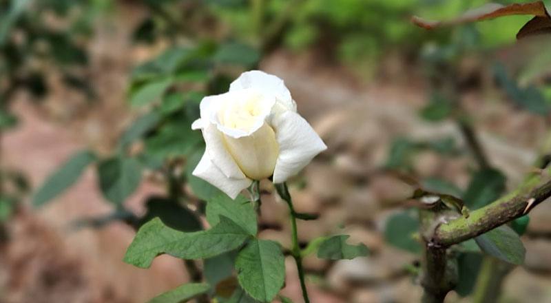 玫瑰 若望保祿二世 (圖片2)