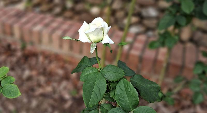 玫瑰 若望保祿二世 (圖片3)