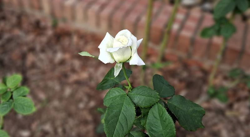 玫瑰 若望保祿二世 (圖片4)