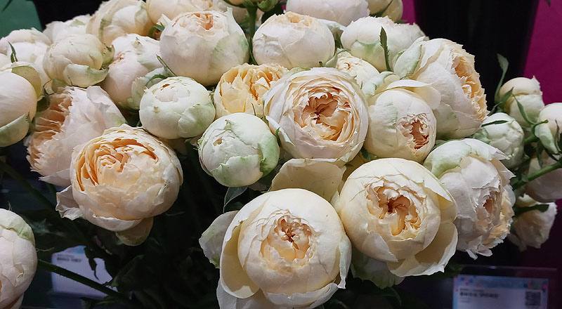 玫瑰 香草 (圖片5)