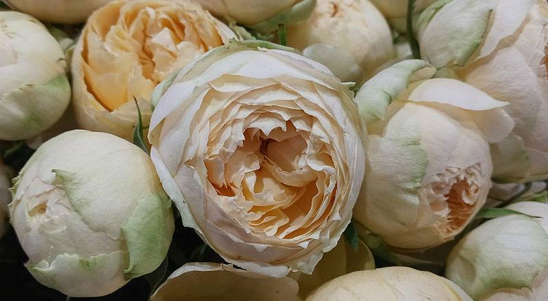 玫瑰 香草 (圖片6)