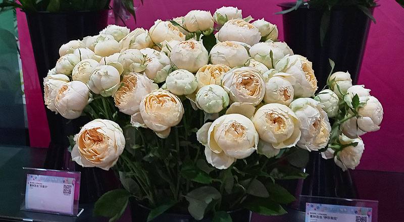 玫瑰 香草 (圖片3)