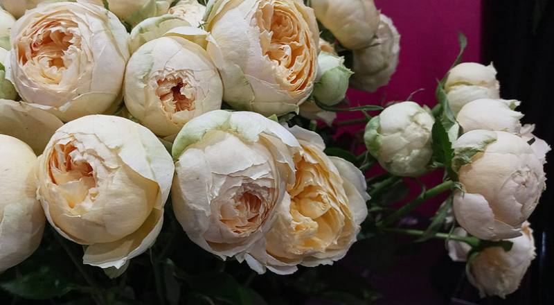 玫瑰 香草 (圖片9)