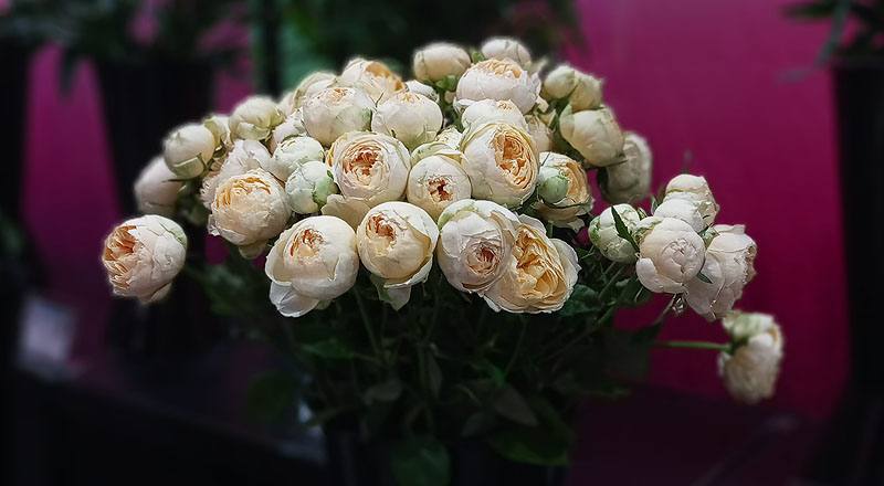 玫瑰 香草 (圖片7)