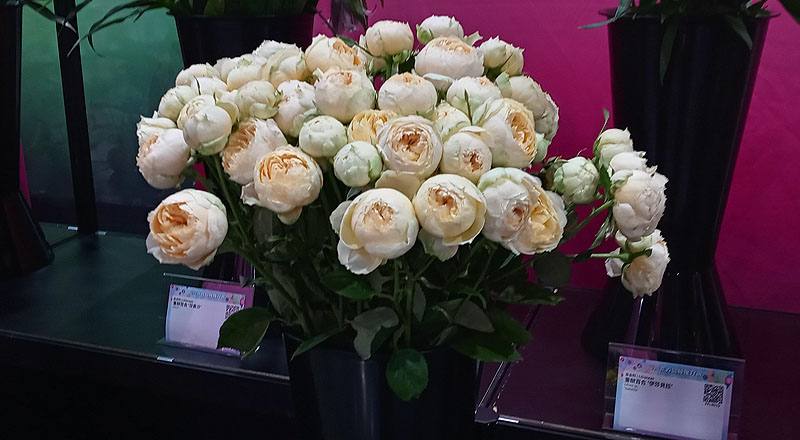 玫瑰 香草 (圖片2)