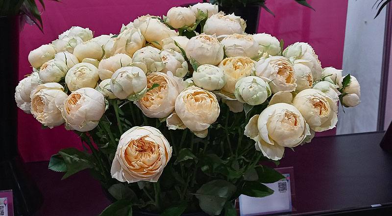 玫瑰 香草 (圖片1)