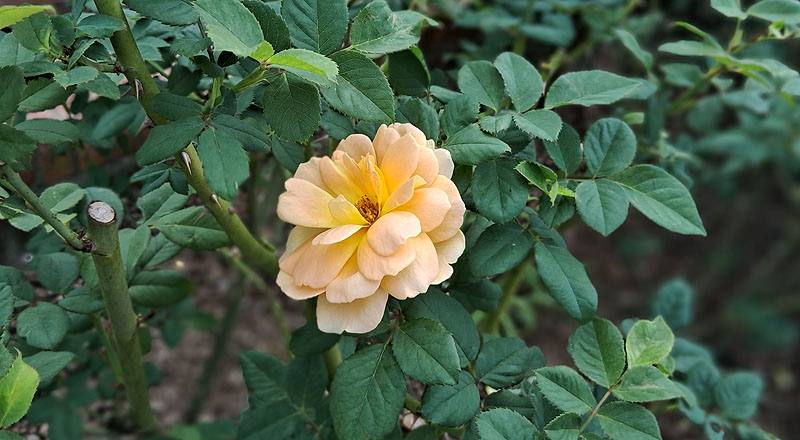 玫瑰 夏洛特 (圖片10)