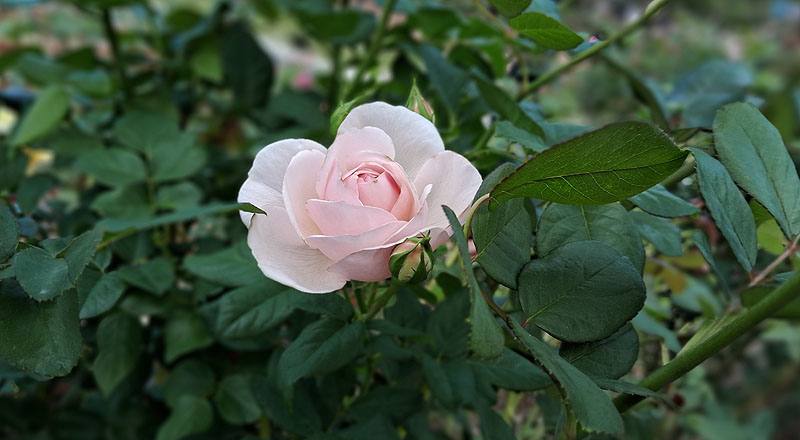 玫瑰 夏洛特 (圖片6)