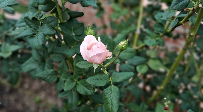 玫瑰 夏洛特 (圖片3)