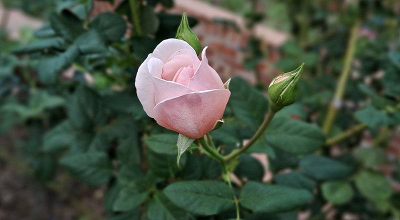 玫瑰 夏洛特 (圖片4)