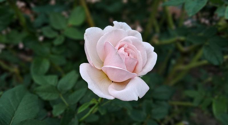 玫瑰 夏洛特 (圖片8)