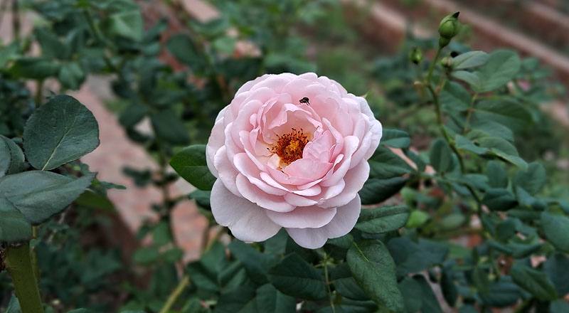 玫瑰 夏洛特 (圖片2)