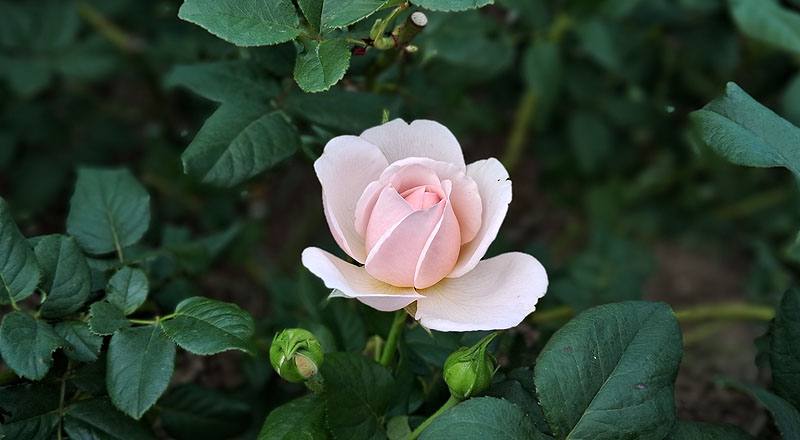 玫瑰 夏洛特 (圖片7)