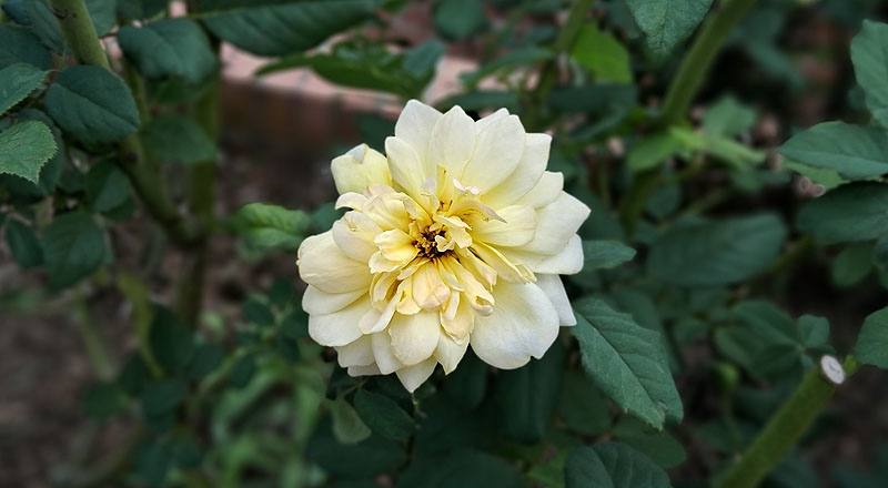 玫瑰 夏洛特 (圖片9)