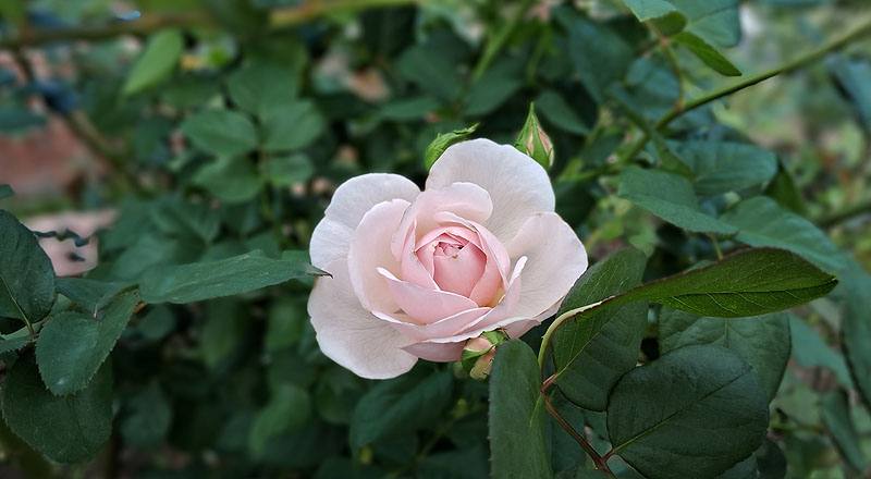 玫瑰 夏洛特 (圖片5)